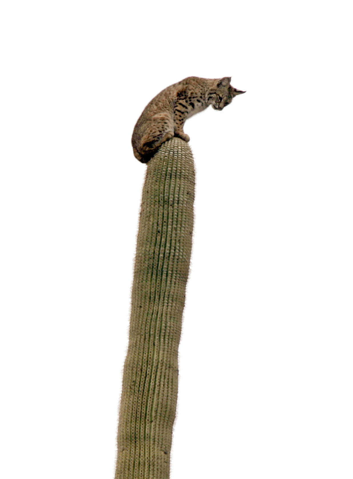 Backyard Bobcats